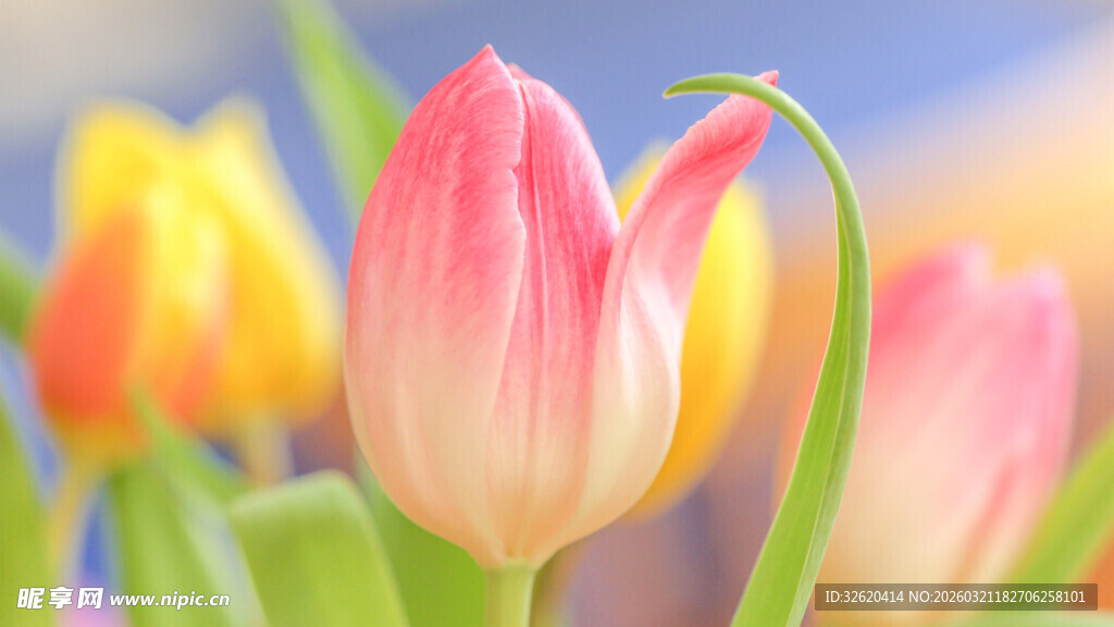 娇艳郁金香绽放于蓝天
