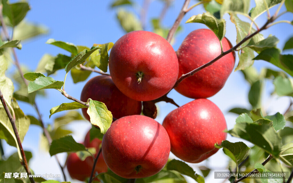 枝头红苹果