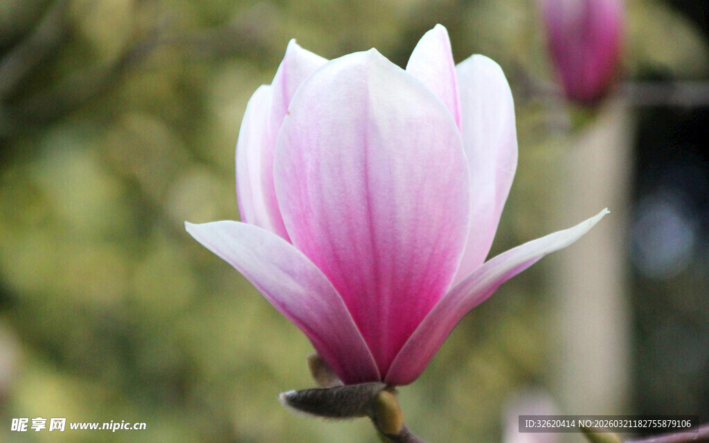 粉白玉兰花绽放