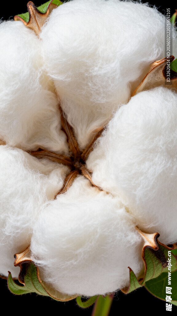 棉花