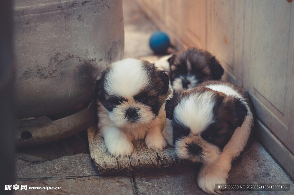 可爱幼犬依偎在一起