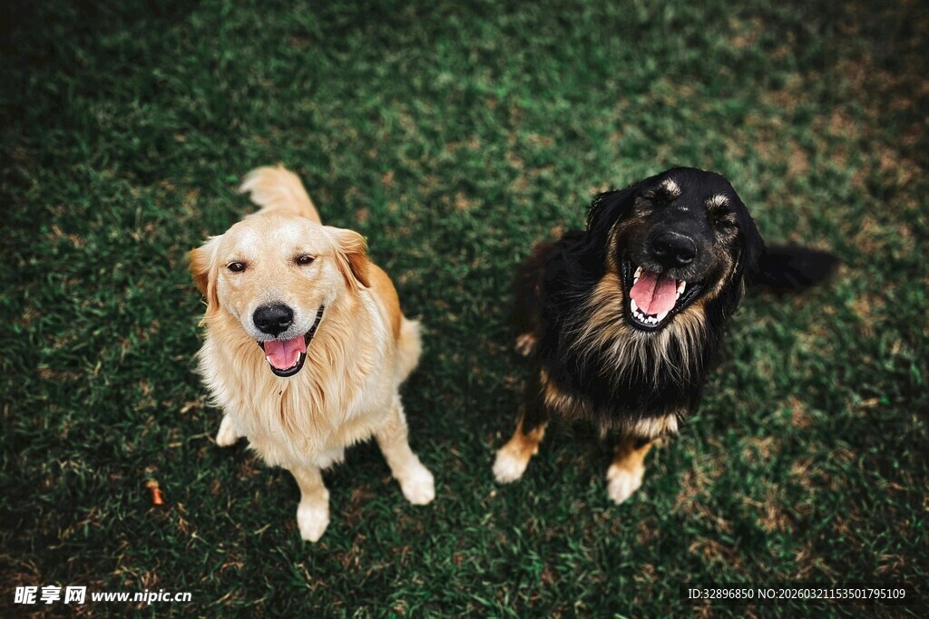 两只萌犬快乐地坐在草地
