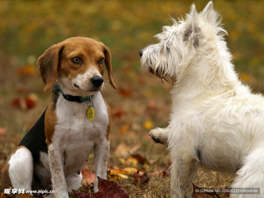 两只萌犬对视瞬间
