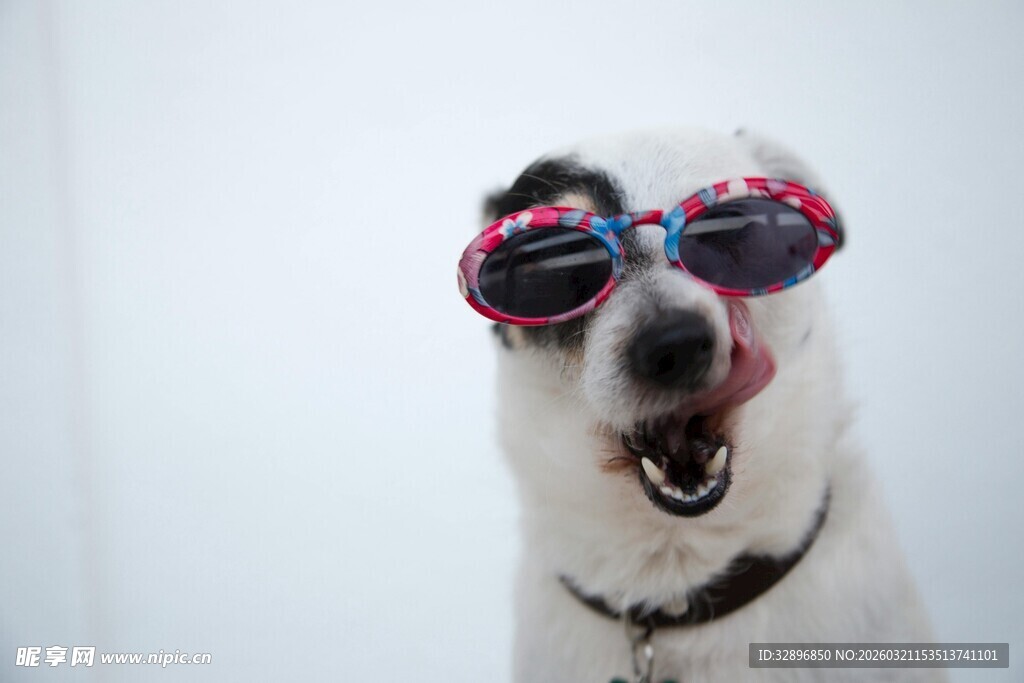 戴墨镜吐舌搞怪的狗狗