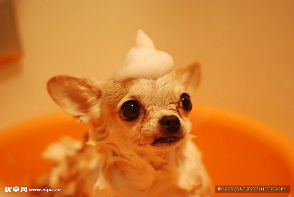 小狗沐浴头顶堆起泡沫