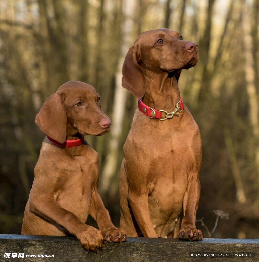 两只可爱的维兹拉犬