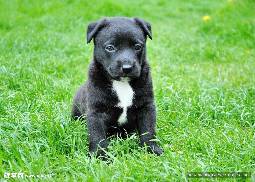 草地上的小黑狗