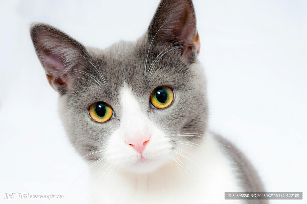 灰白猫咪的可爱特写