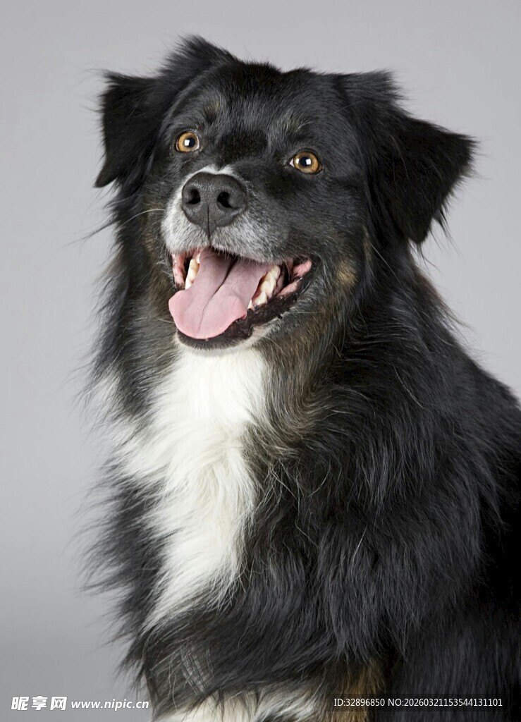 可爱黑白长毛犬张嘴微笑