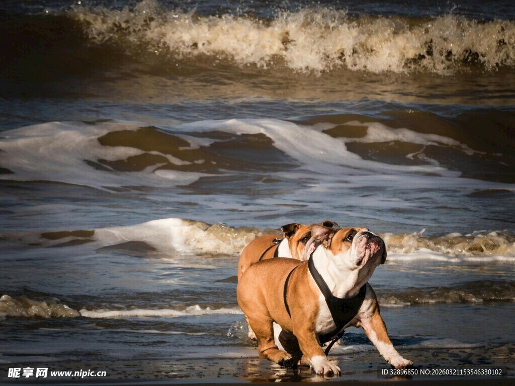 海边嬉戏的可爱斗牛犬
