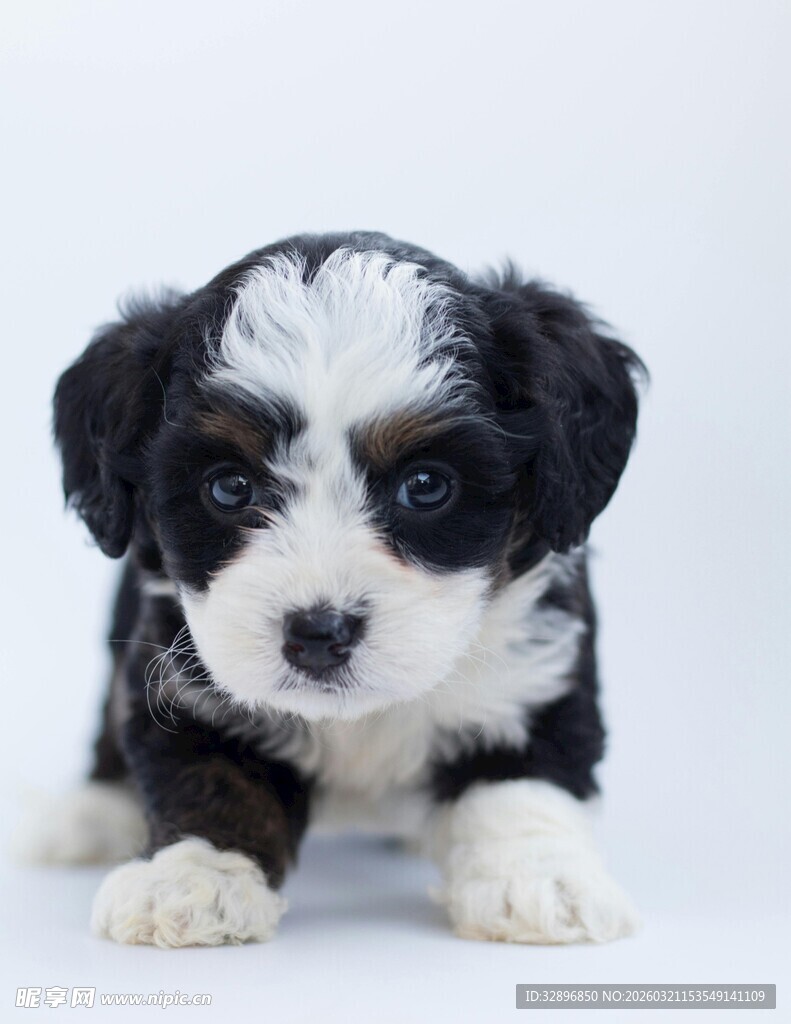 可爱黑白小狗乖巧趴坐