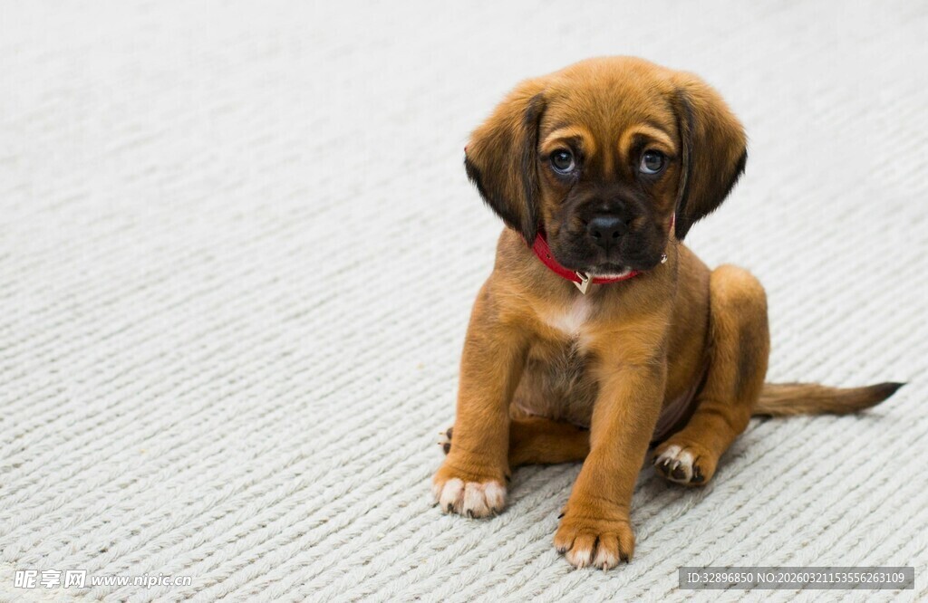 可爱棕色小狗乖巧端坐