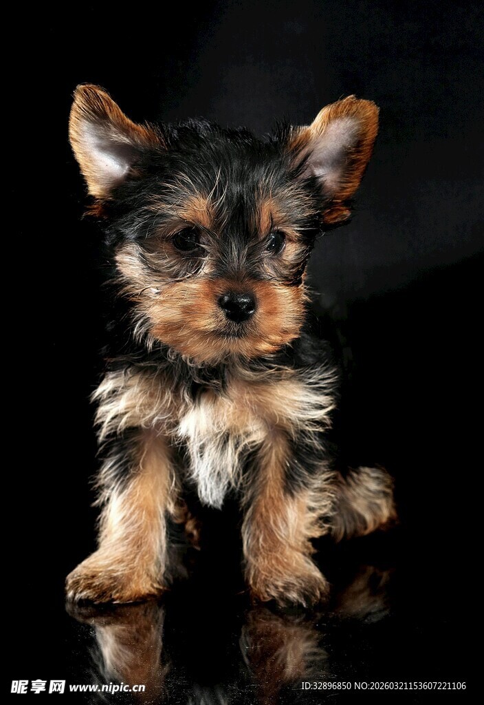 可爱约克夏幼犬