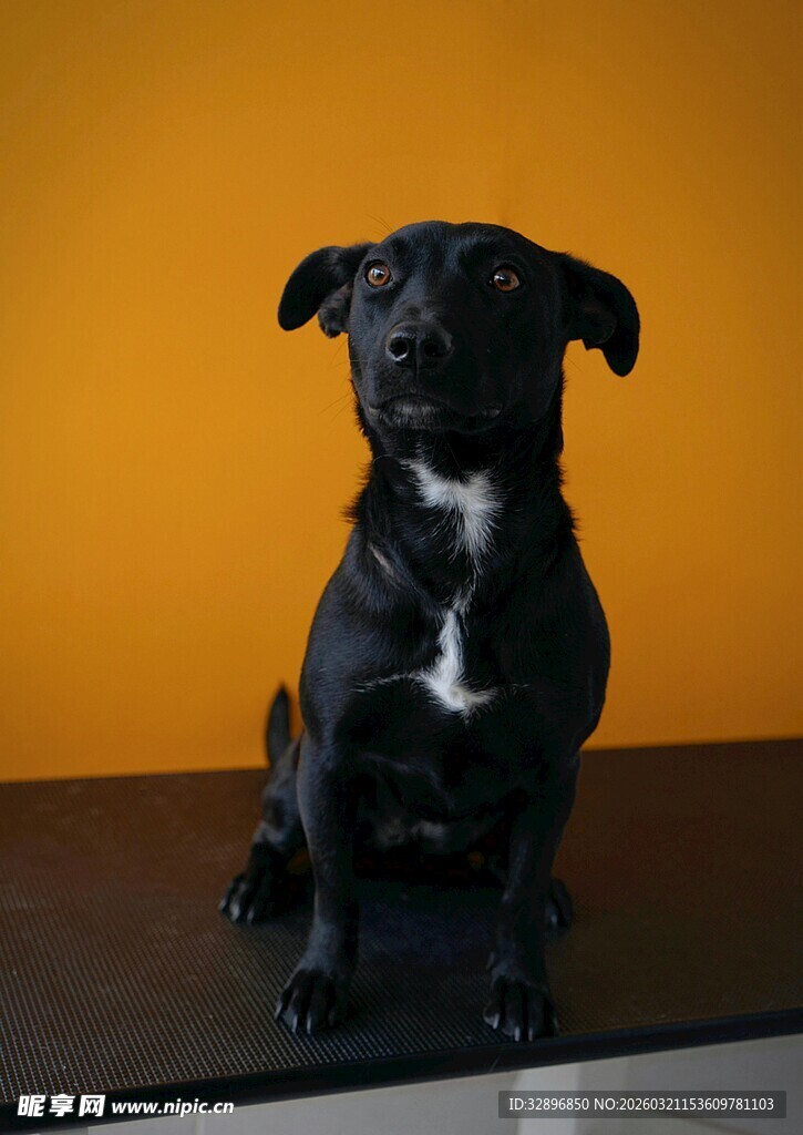 黑色小狗坐于黄色背景前