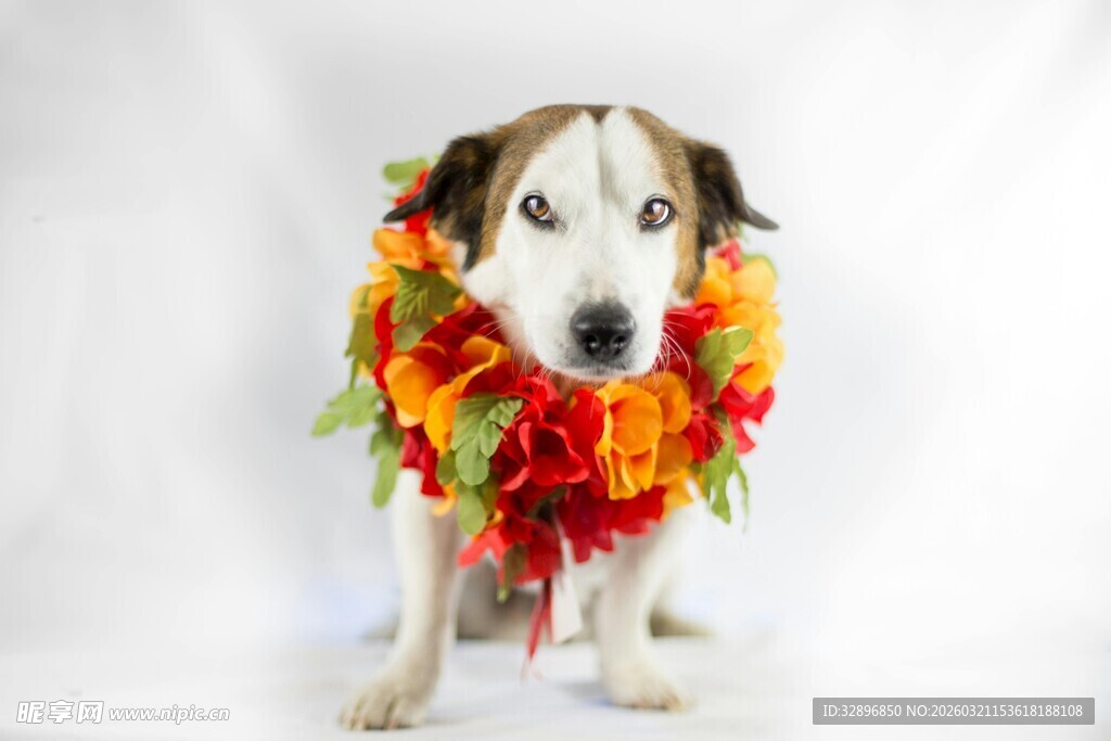 戴花环的可爱小狗