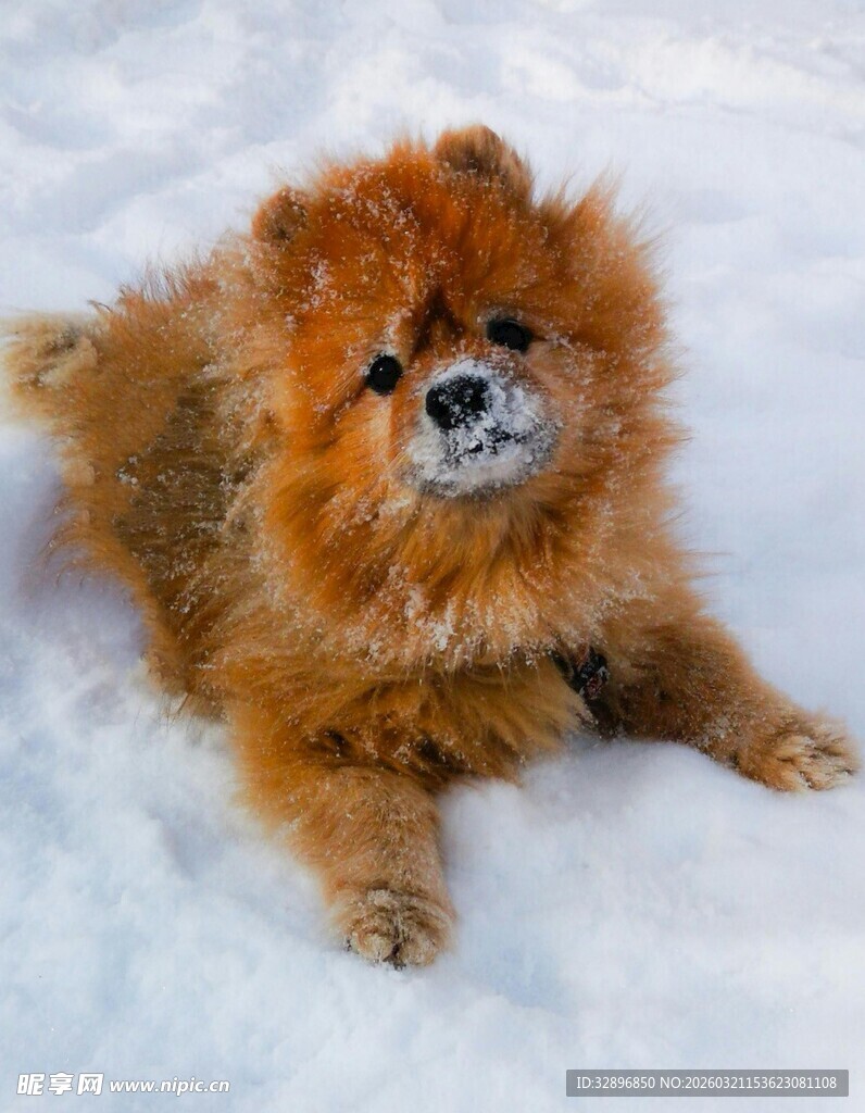 雪地中的棕色蓬松小狗