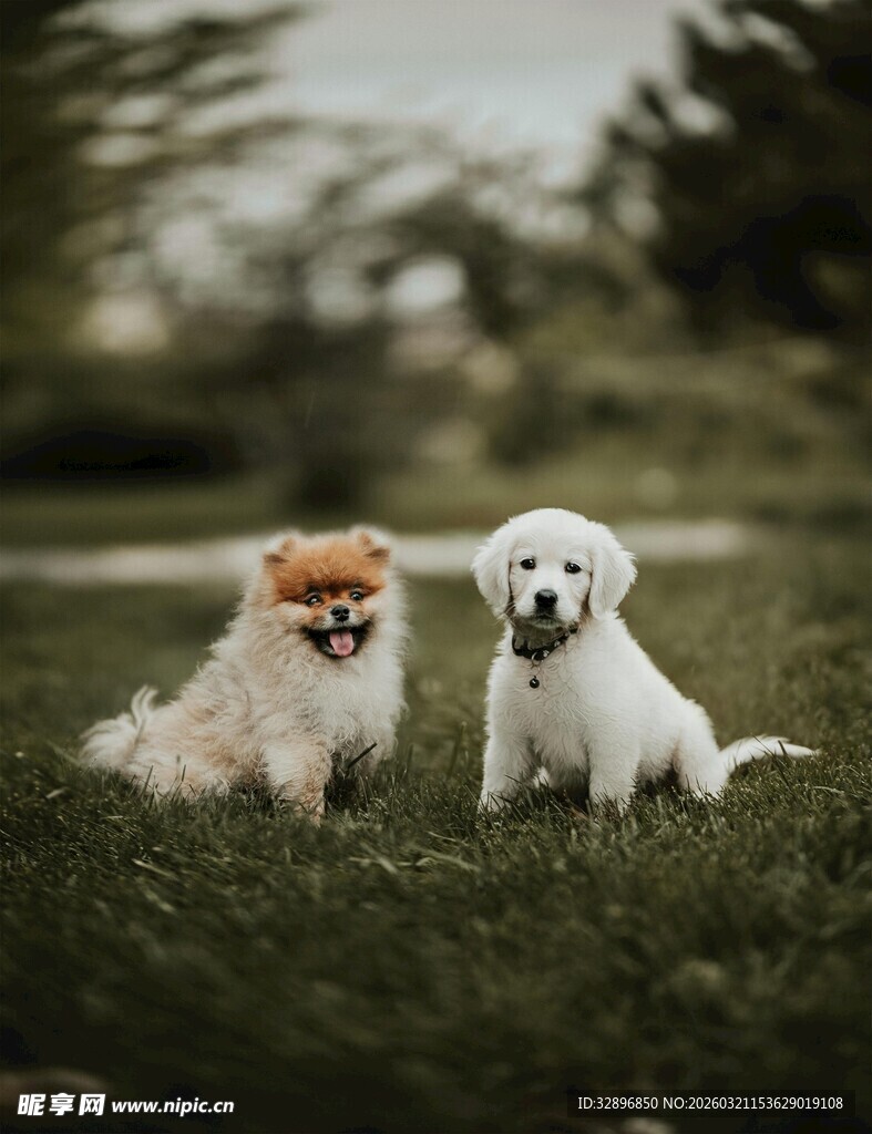 草地上的两只可爱小狗