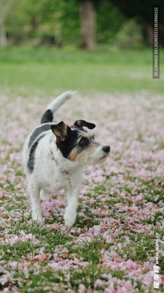 小狗漫步于烂漫花丛中