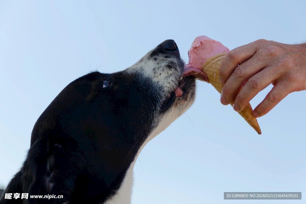 喂狗狗吃冰淇淋的温馨瞬间