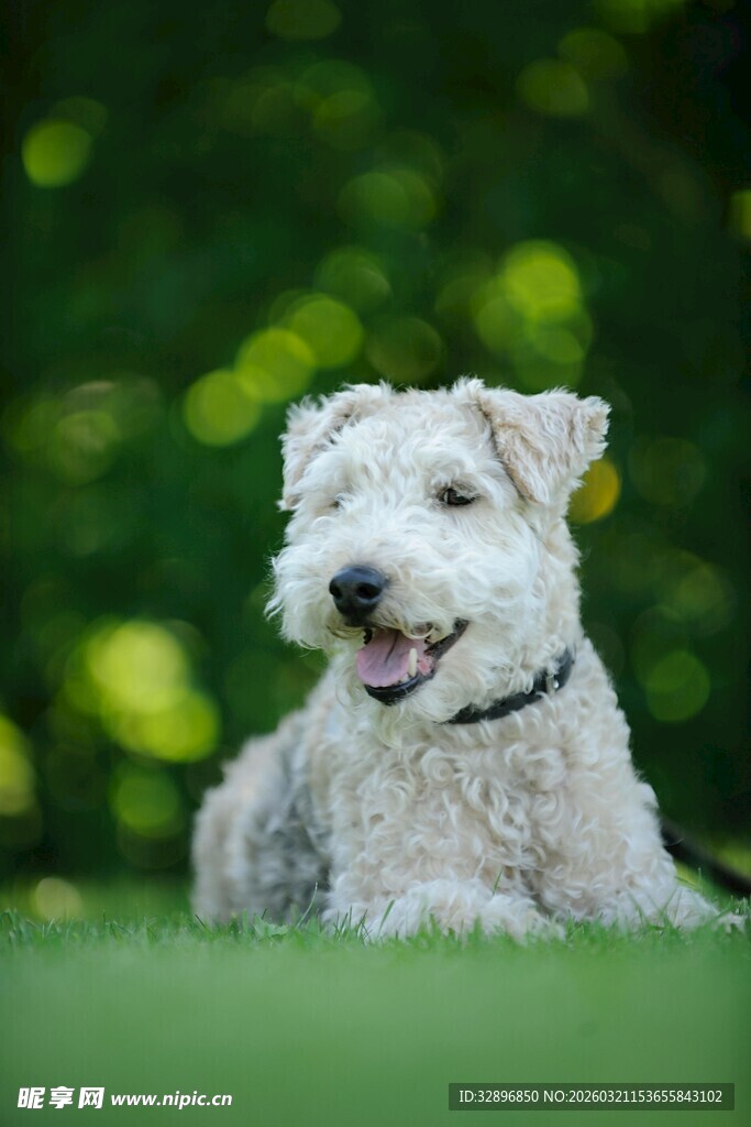 可爱白犬惬意趴于草地