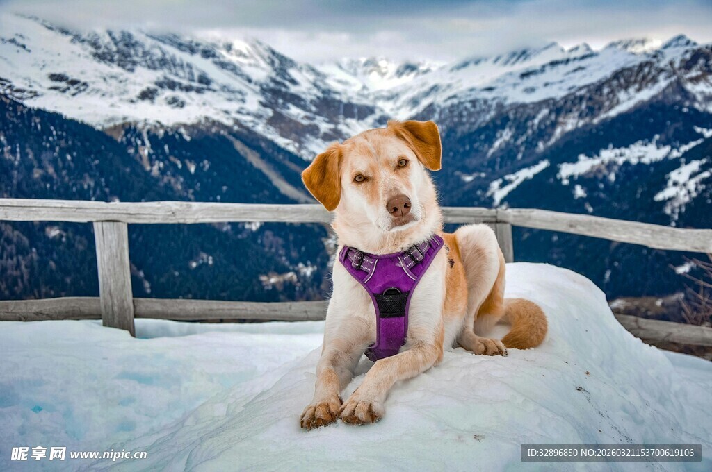 雪地中的可爱狗狗