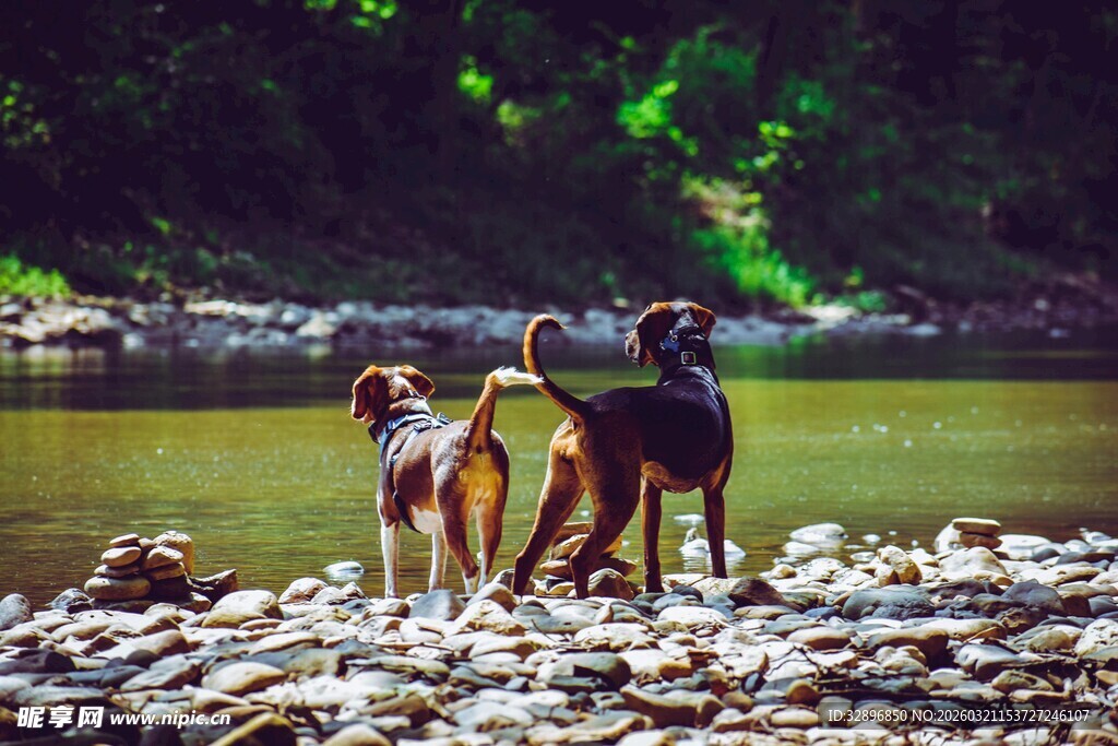 河边双犬眺望美丽景致