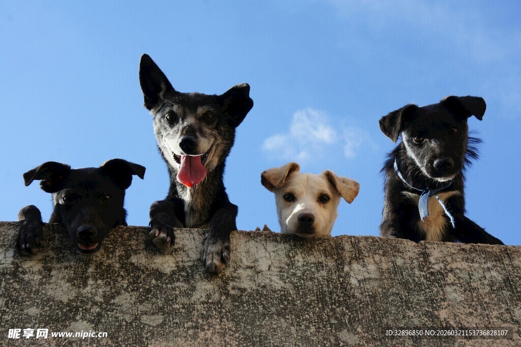 墙头萌犬齐探头