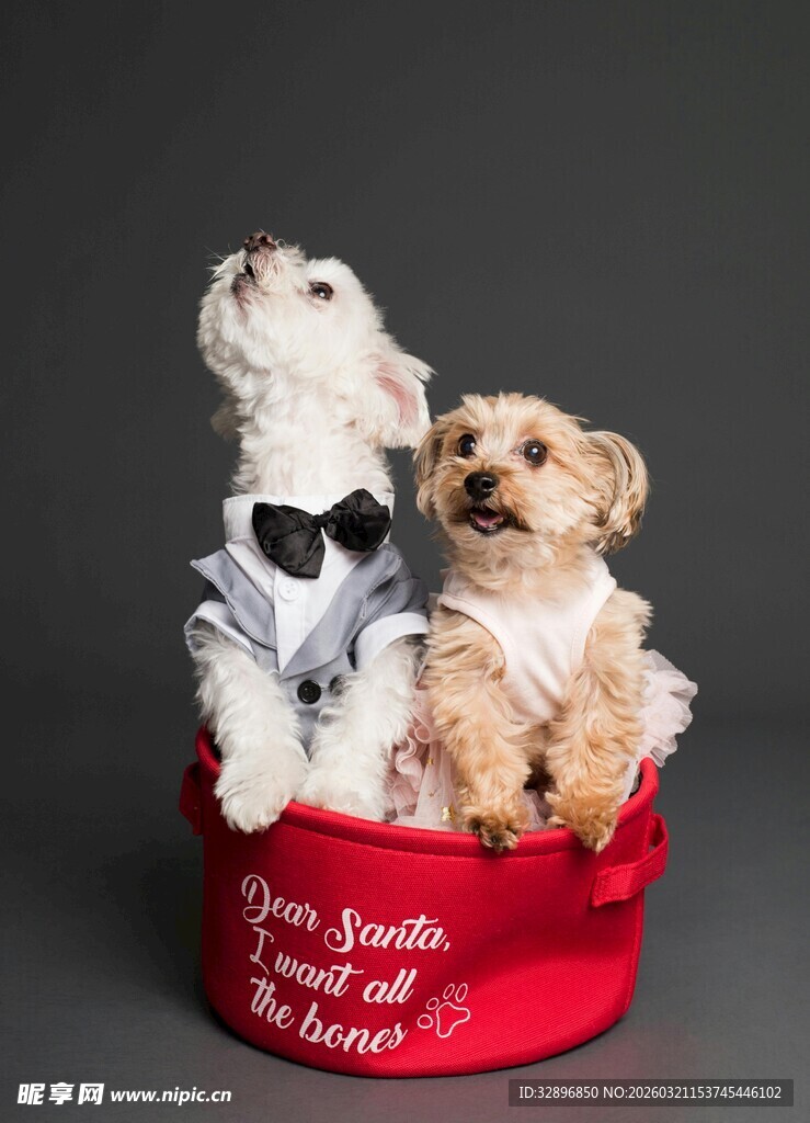 可爱萌宠坐于装饰篮中