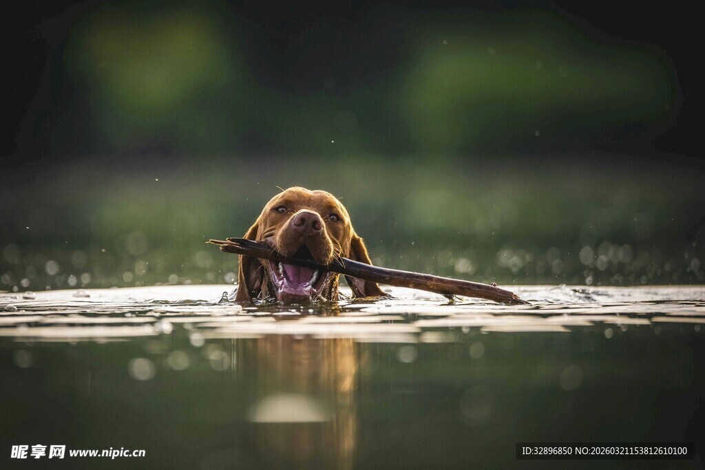 水中叼木棍的狗狗