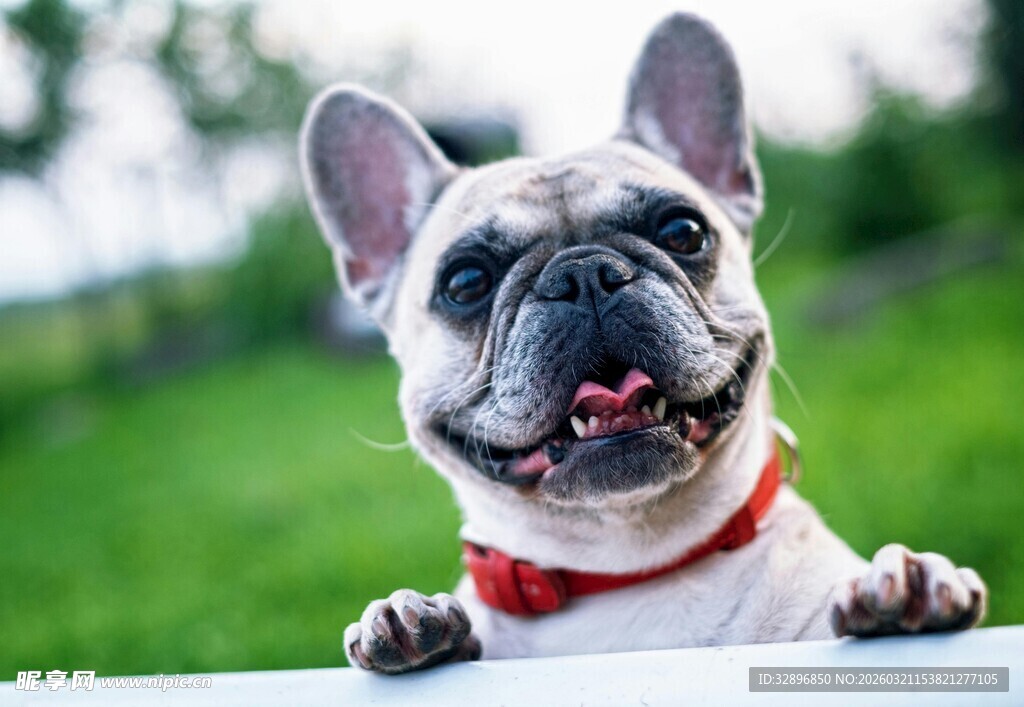 可爱法斗犬趴在栏杆上