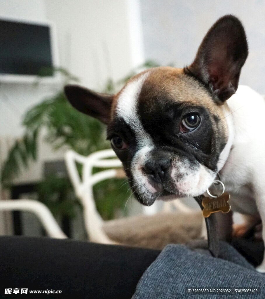 可爱法斗犬的好奇瞬间
