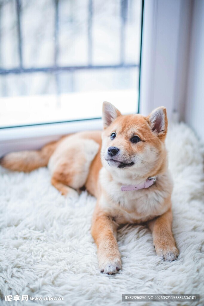 窗边趴卧的可爱柴犬