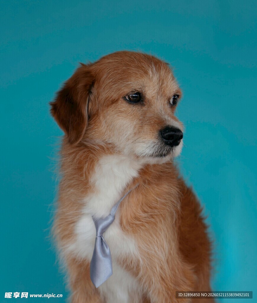 可爱系小狗的优雅瞬间