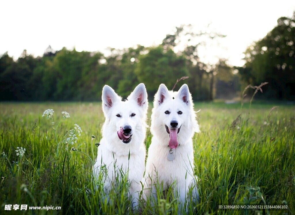 草地上的两只白色狗狗
