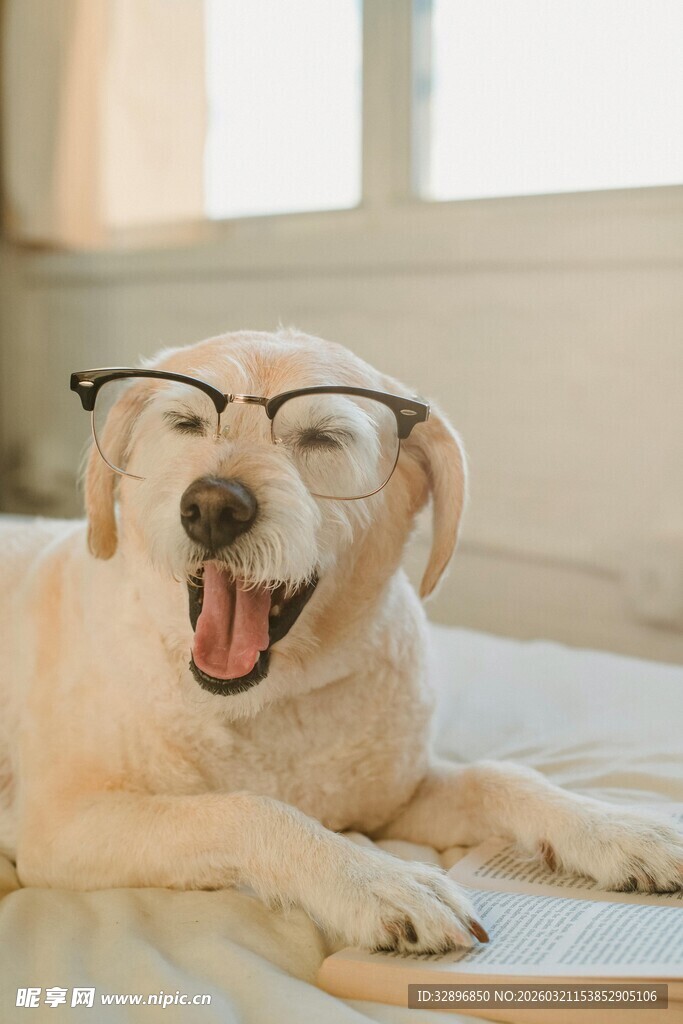 戴眼镜咧嘴笑的可爱狗狗