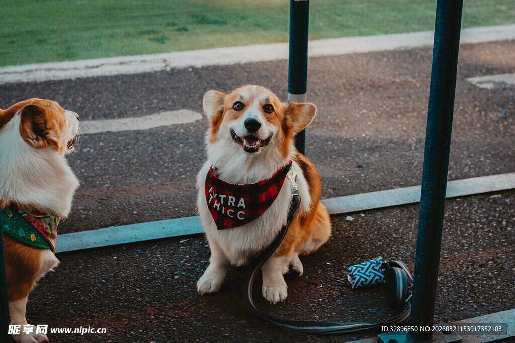 可爱柯基坐于户外栏杆旁