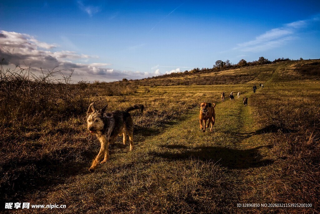 草原牧人骑马赶牛场景