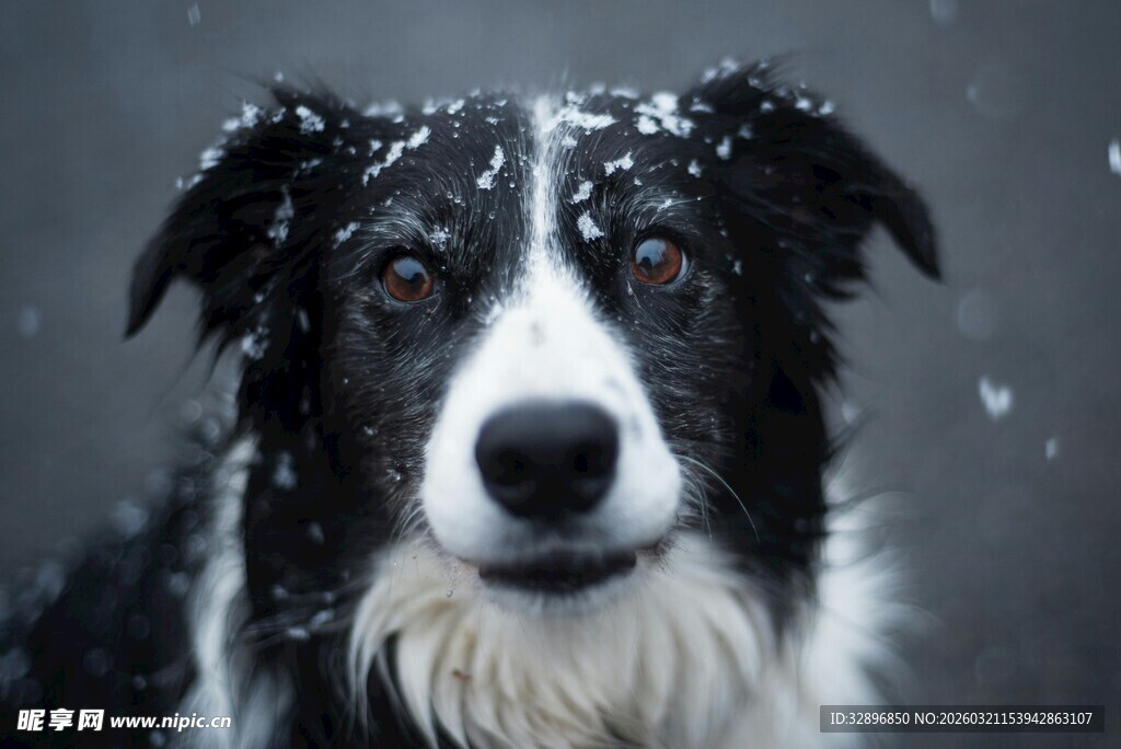 雪中边牧