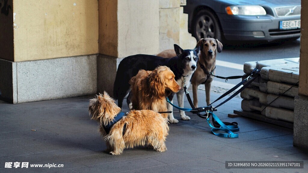 三只小狗被拴在户外