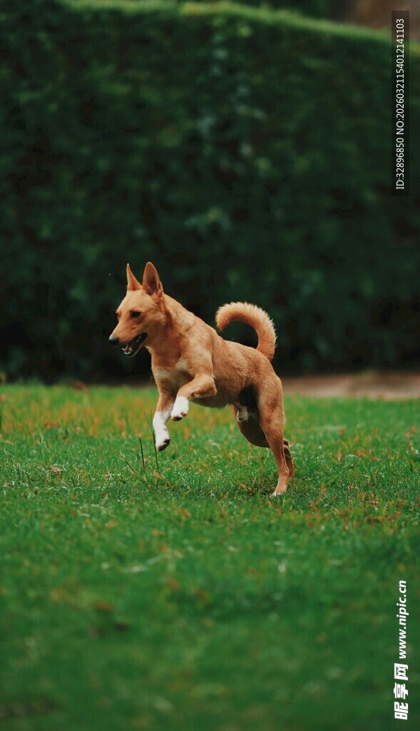 草地上跳跃的活力狗狗