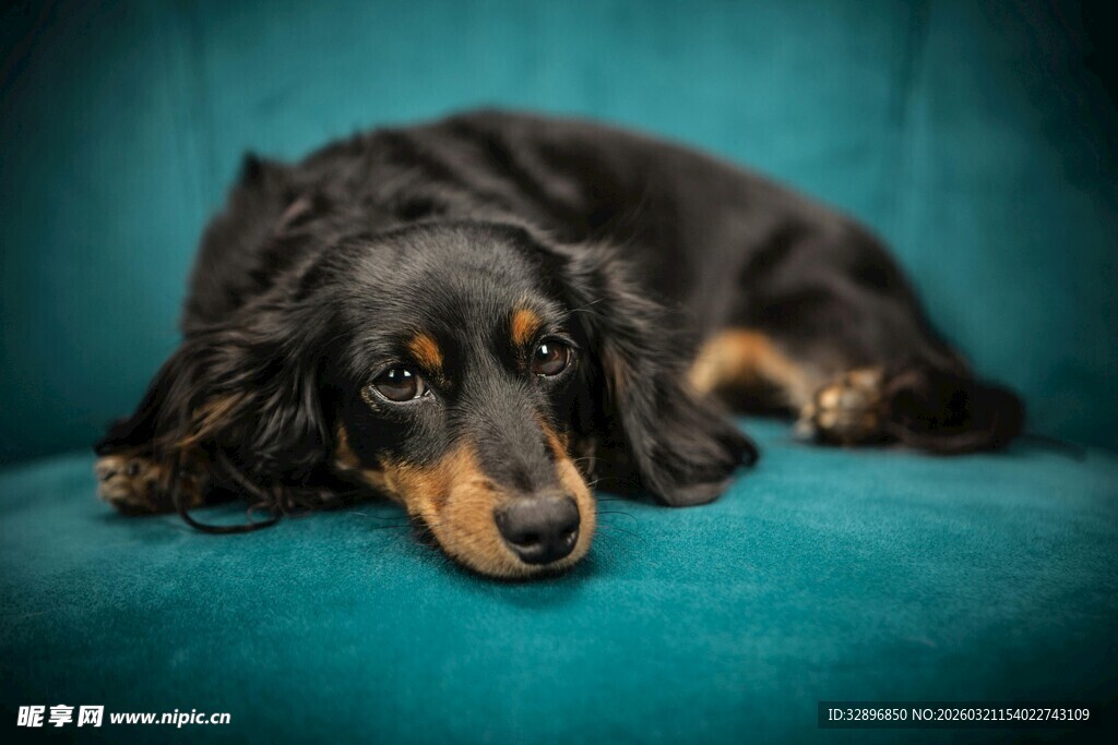 趴着的长毛腊肠犬