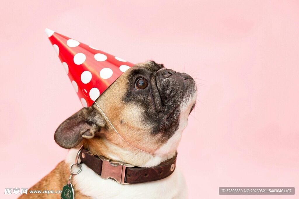 戴帽萌犬仰头望