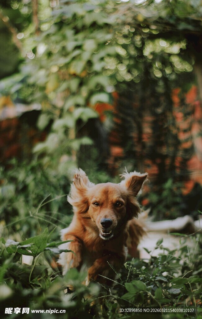 草丛中的可爱狗狗