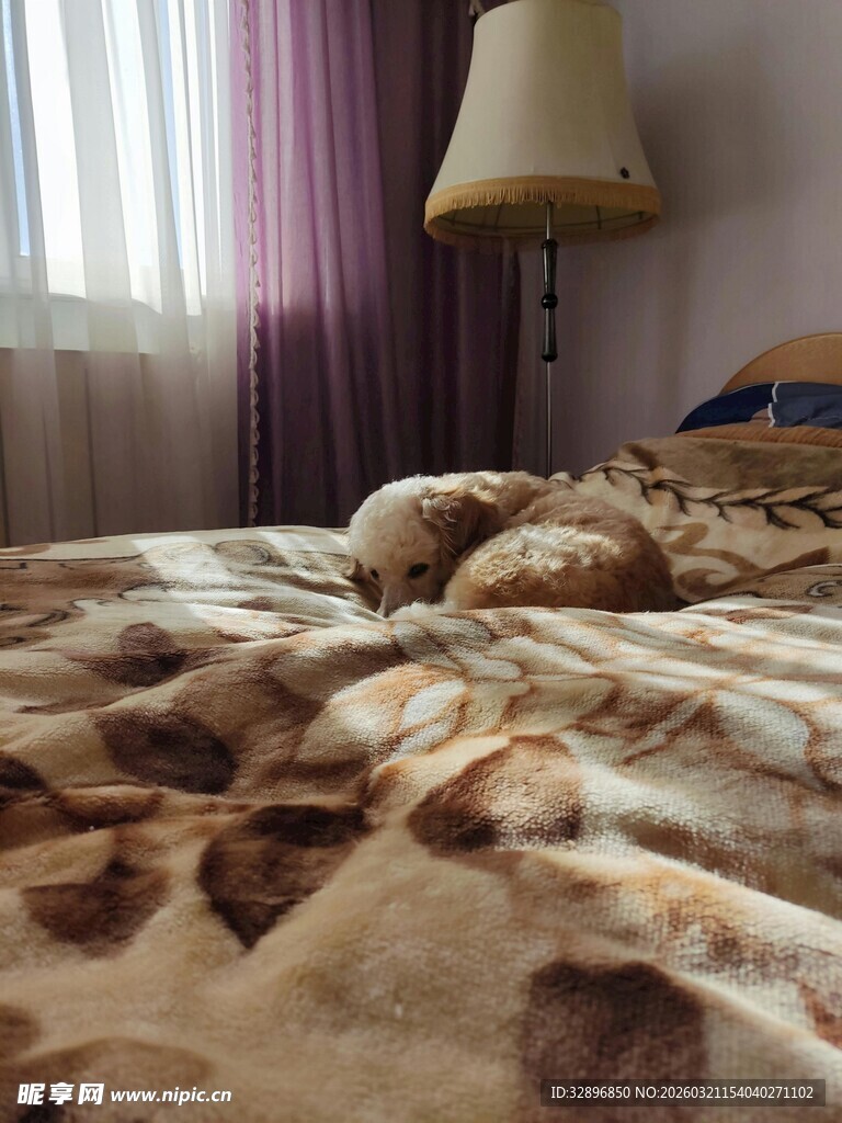 床上酣睡的猫咪