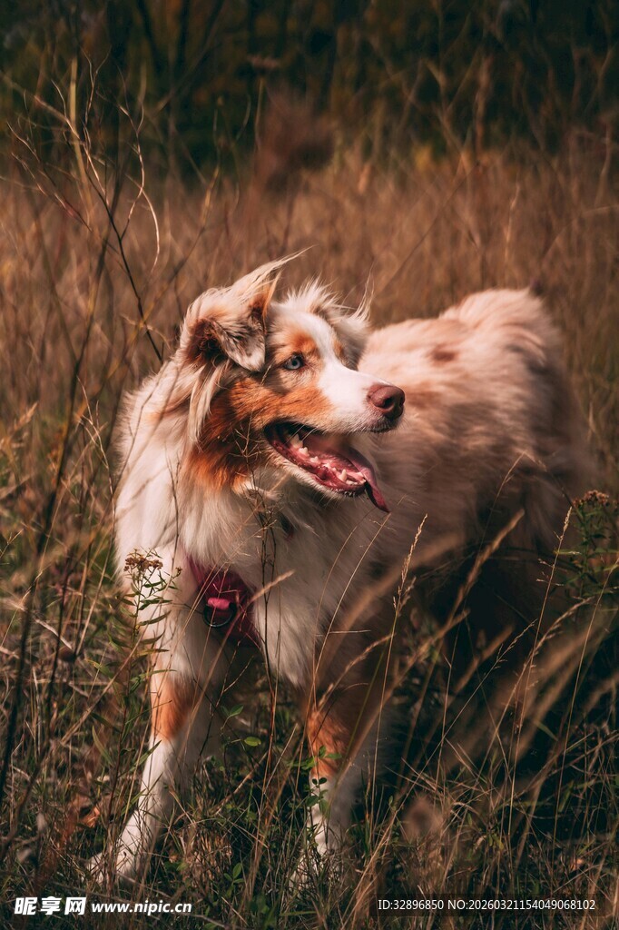 田野中欢快的澳洲牧羊犬