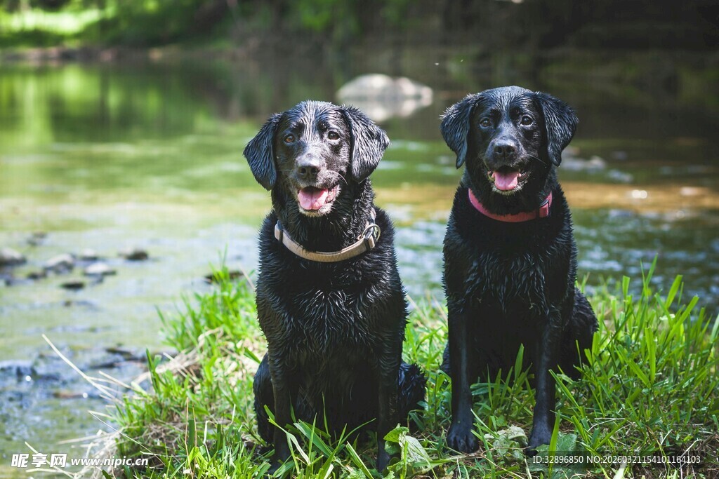 河边的两只黑色宠物犬