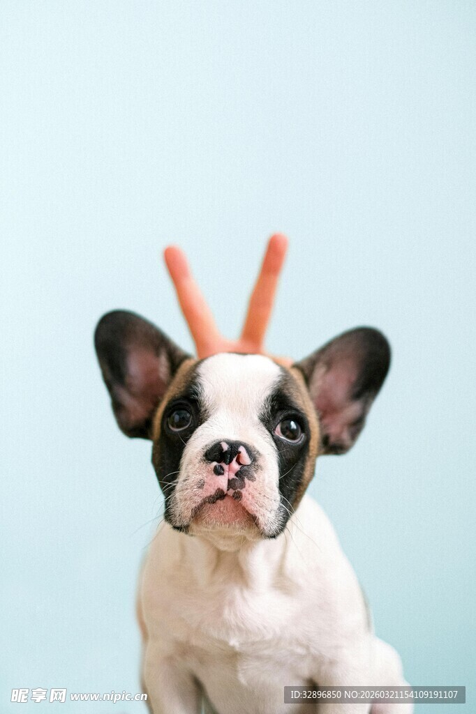 戴胡萝卜角的可爱法斗犬