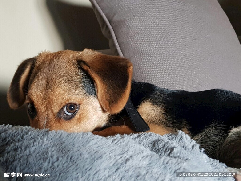 小狗慵懒趴毛绒垫上