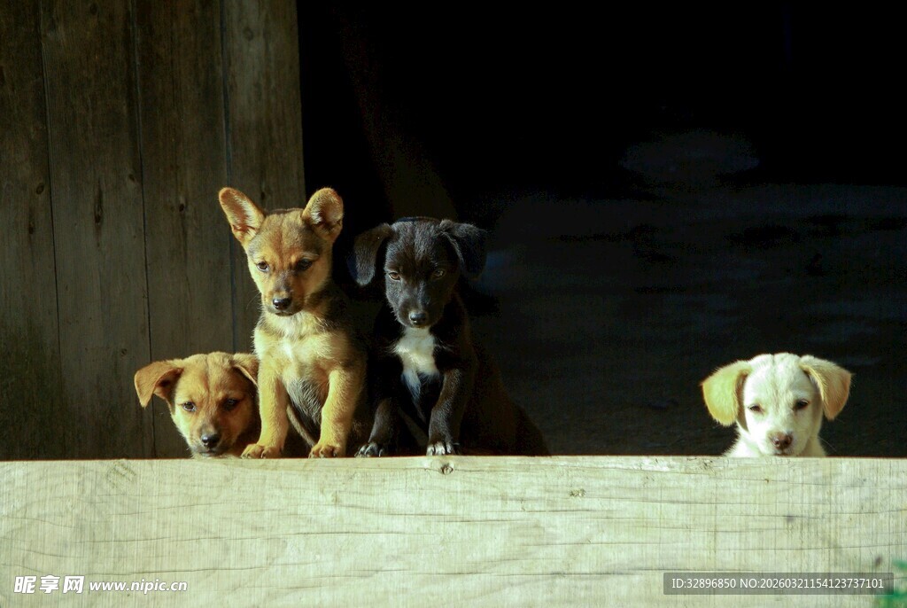 可爱小狗排排站