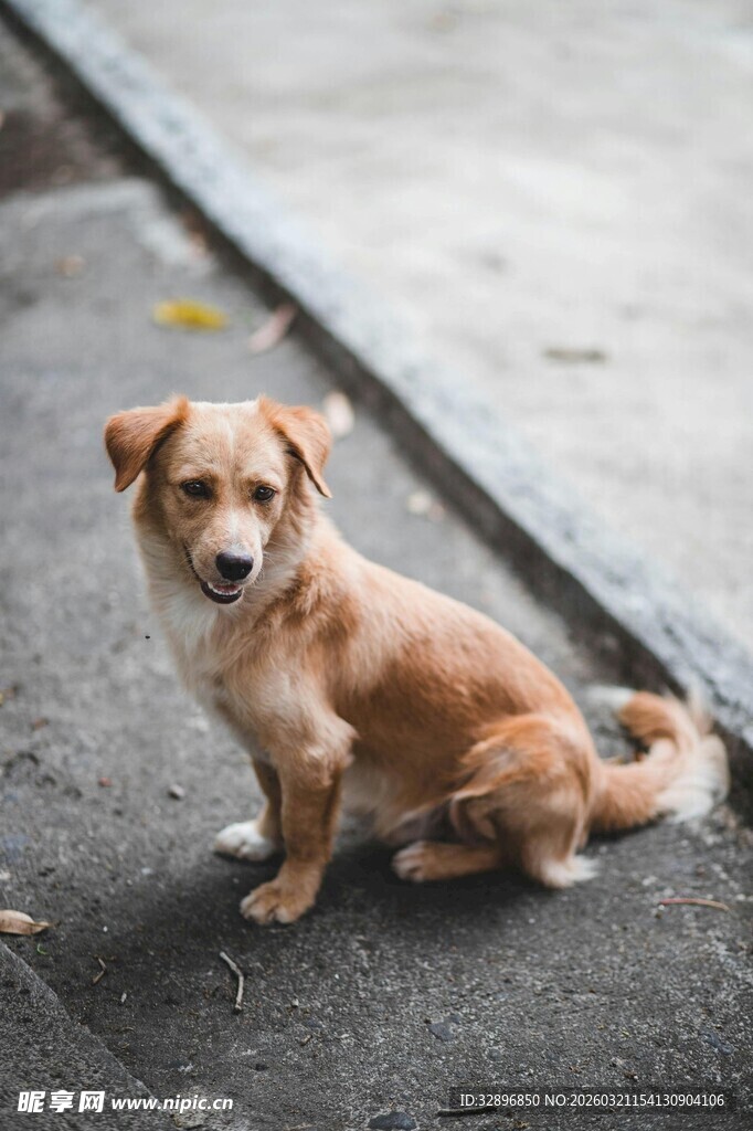 路边可爱小狗狗